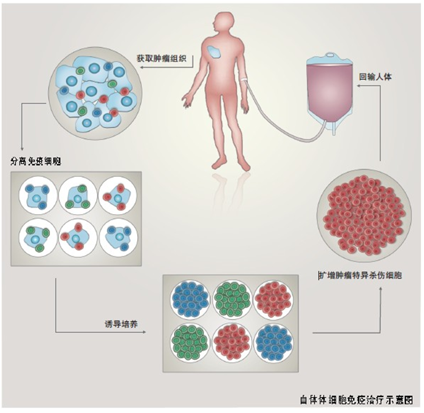 免疫/干细胞科研进展